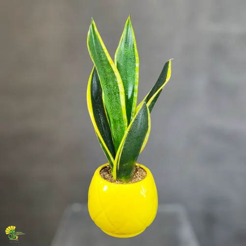 خرید گیاه سانسوریا ابلق